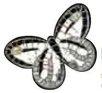 Cosmati Nocturnia Bl Mosaic Butterfly 15X22,6