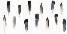 6000681 Decorandum Pluma 50X100