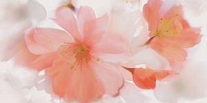 SPDI133 Supreme Decoro Sublime 60X120