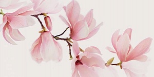 SPDI101 Supreme Decoro Magnolia 60X120